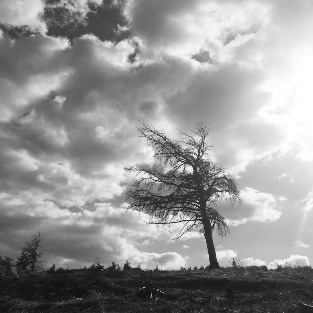 photo d'arbre, ciel, forêt