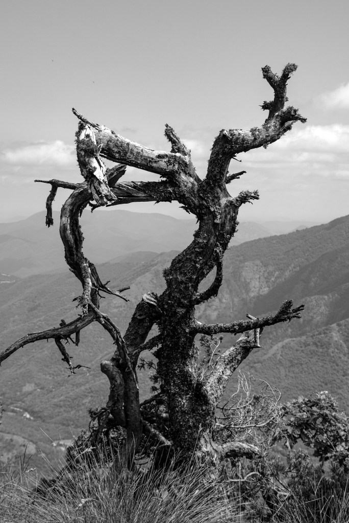 photo de forêt noir et blanc arbre mort sur l'Aigoual