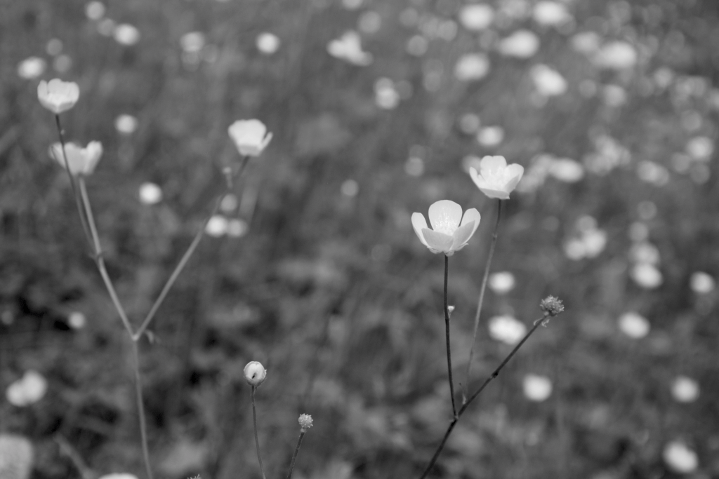 photo noir et blanc de boutons d'or