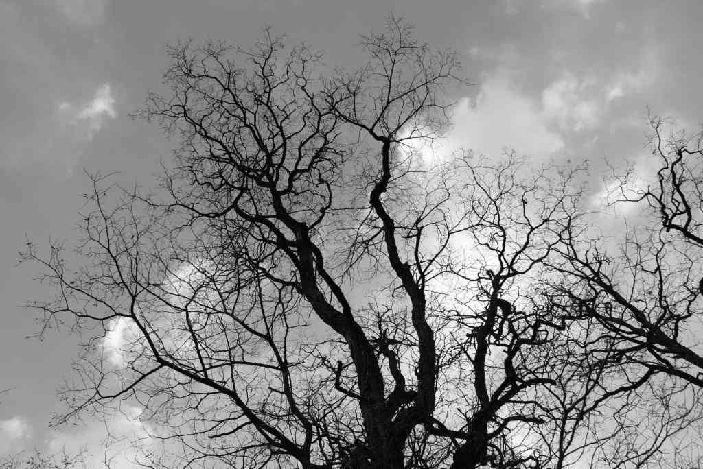 photo d'arbre noir et blanc, ciel forêt