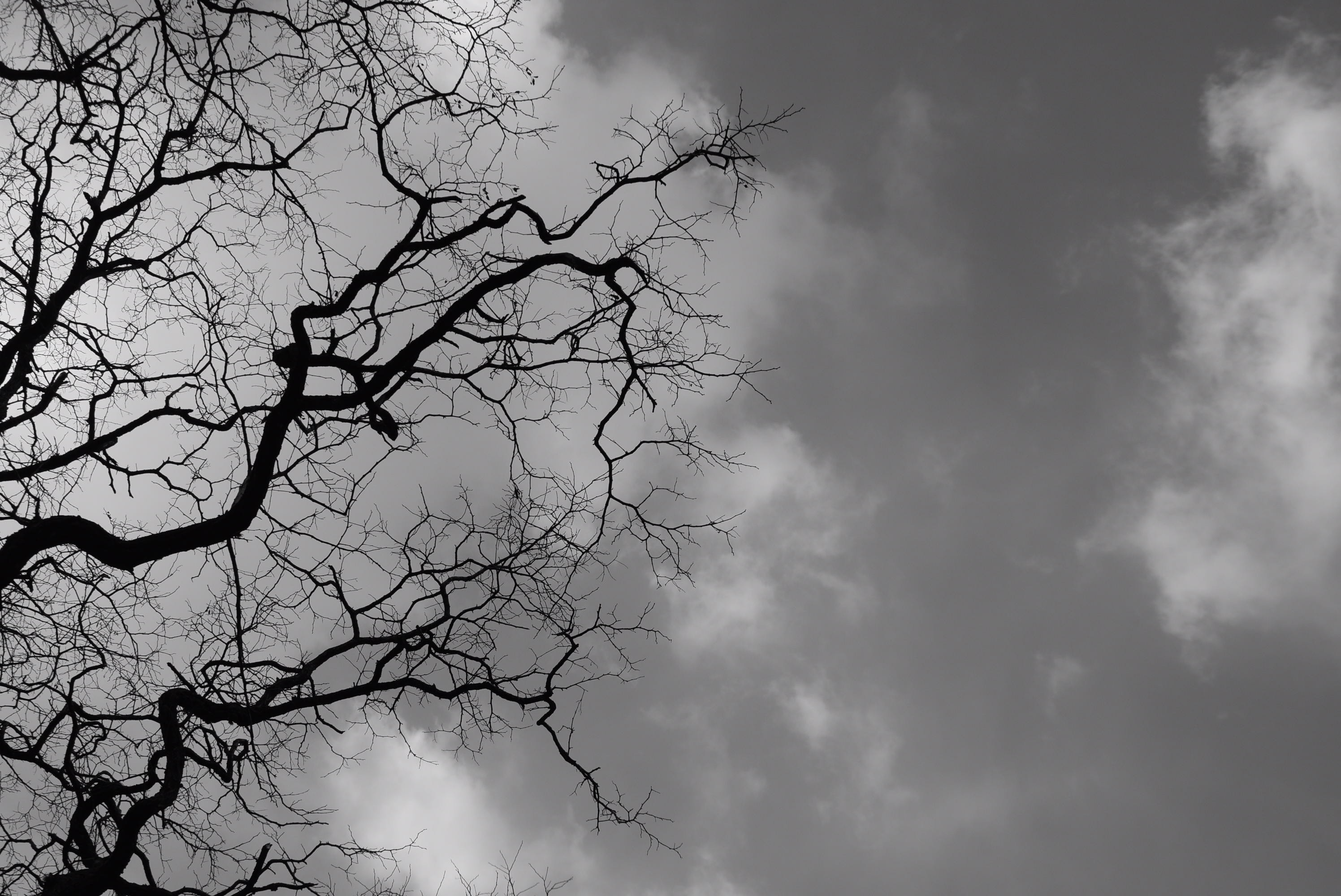photo noir et bland arbre et ciel
