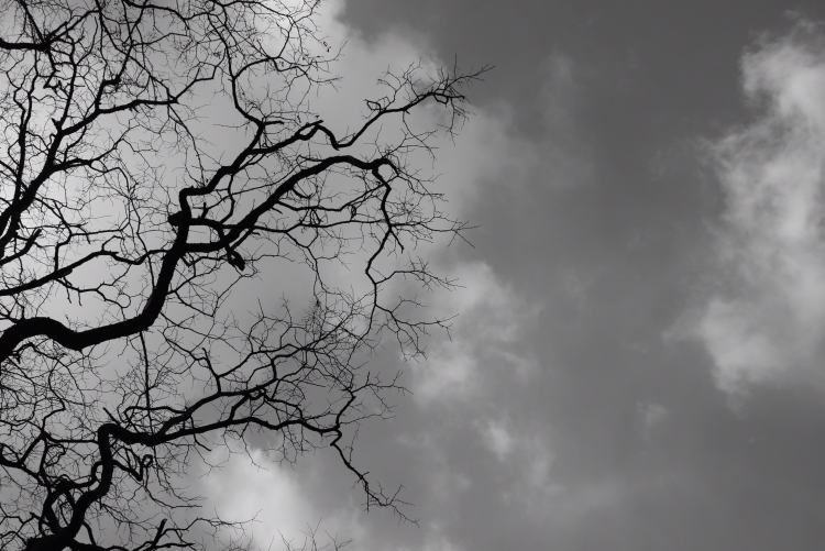 photo noir et bland arbre et ciel