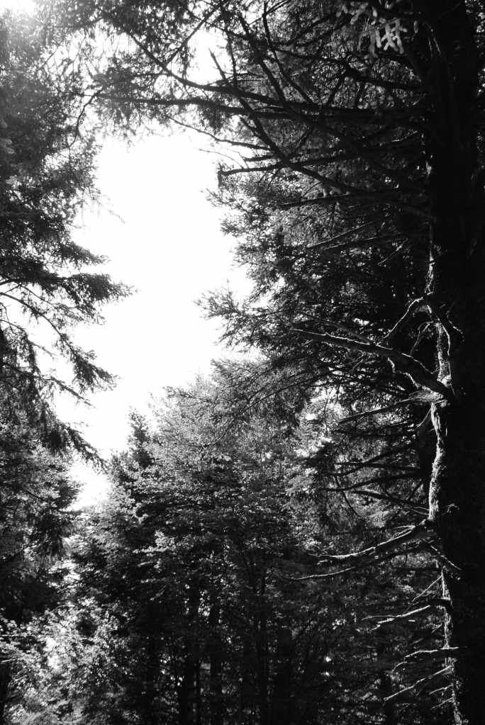 photo de forêt noir et blanc